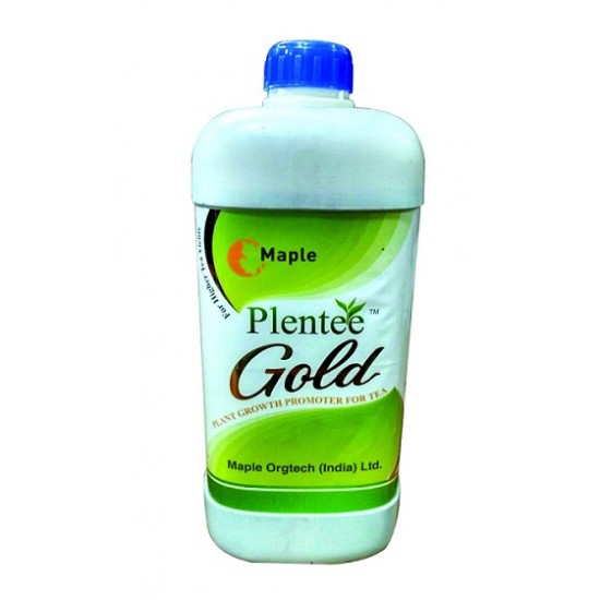 Maple Plentee Gold