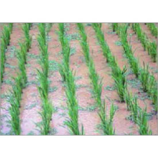 BHEEM Paddy Weeder Model BM 175