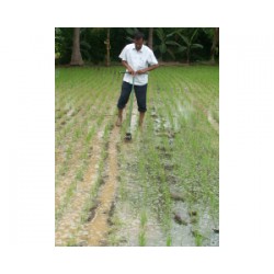 Cono Weeder